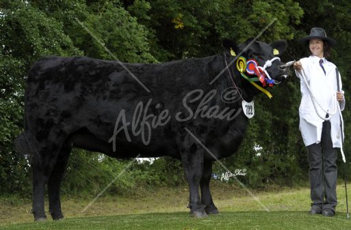 Champion Aberdeen Angus Heifer, Carrigroe Lady Julie exhibited by Gail Matchett 